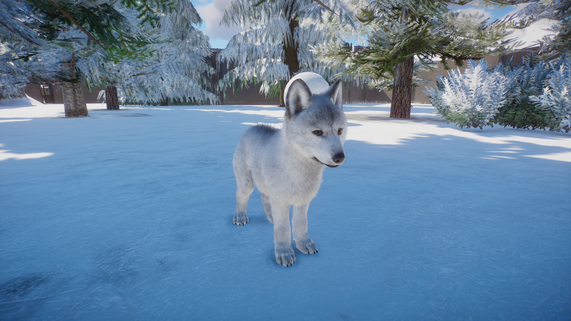 Juvenile Arctic Whiter Wolf.png