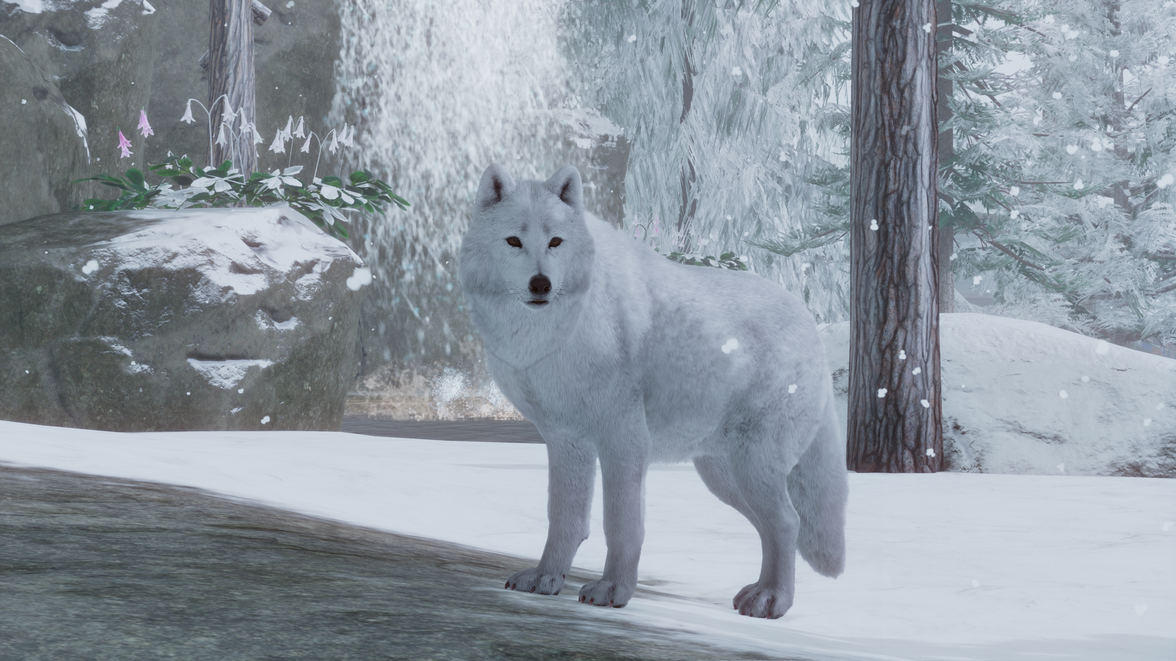 Male Whiter Arctic Wolf.jpg