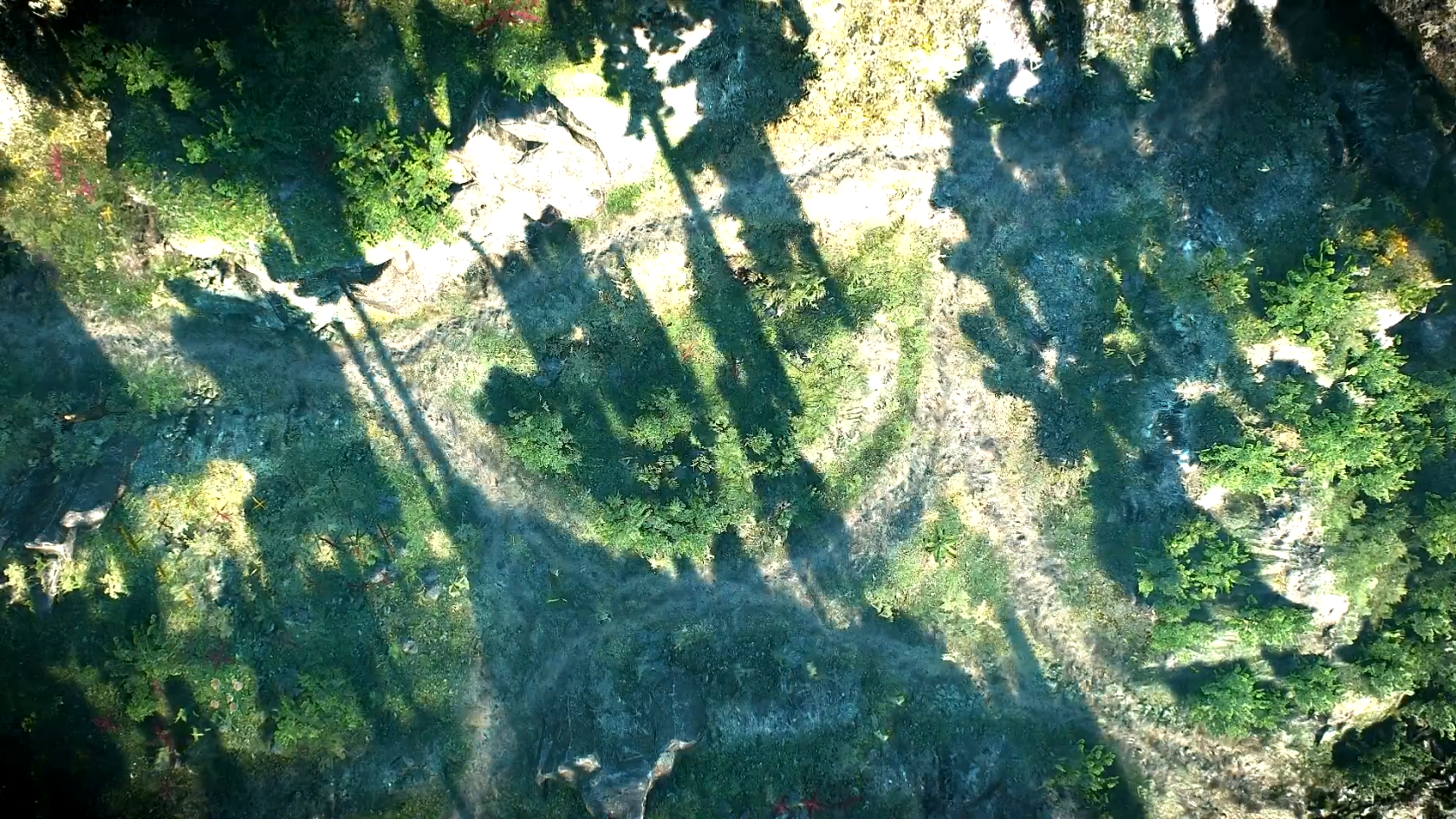 Forest Trails Daytime.png