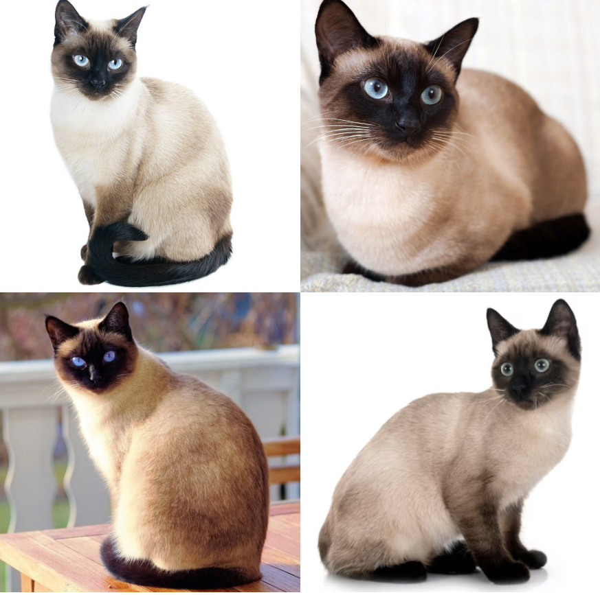 siamese_cats.png