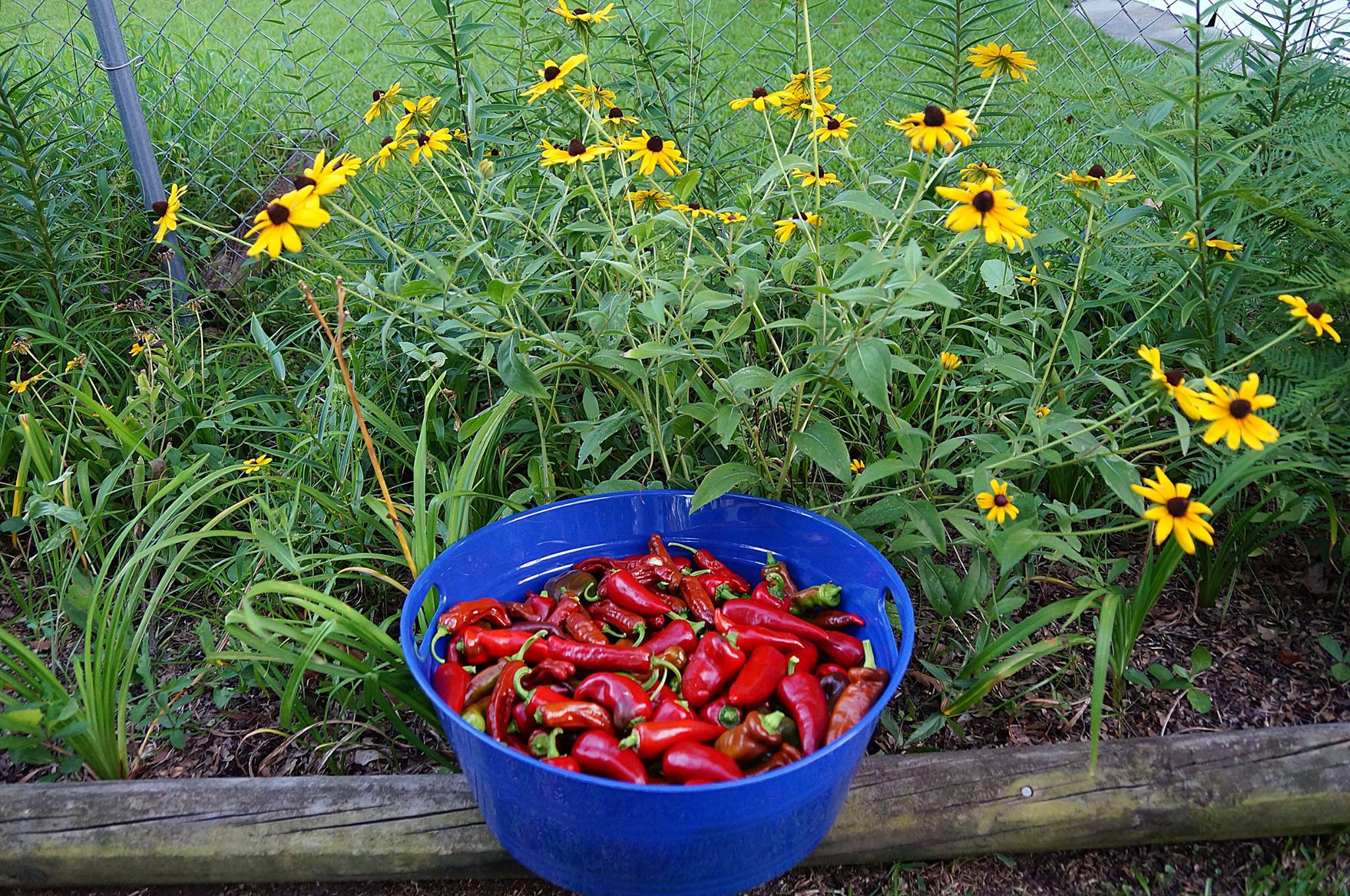 peppers and flowers.jpg