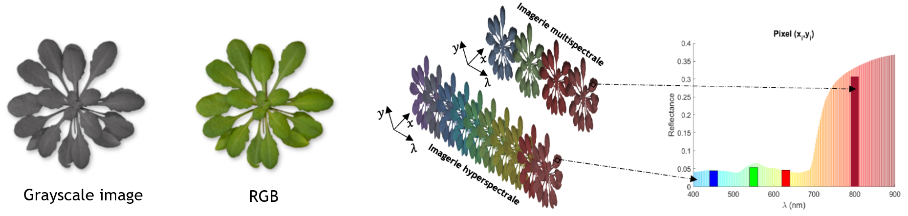 hyperspectral image