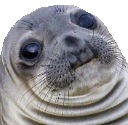 awkward-seal.jpg