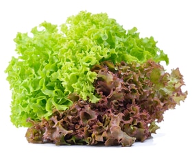 fancylettuce.jpg