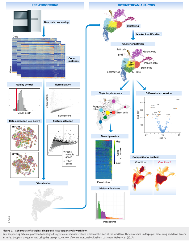 schematic-view-scRNA-seq-analysis.png