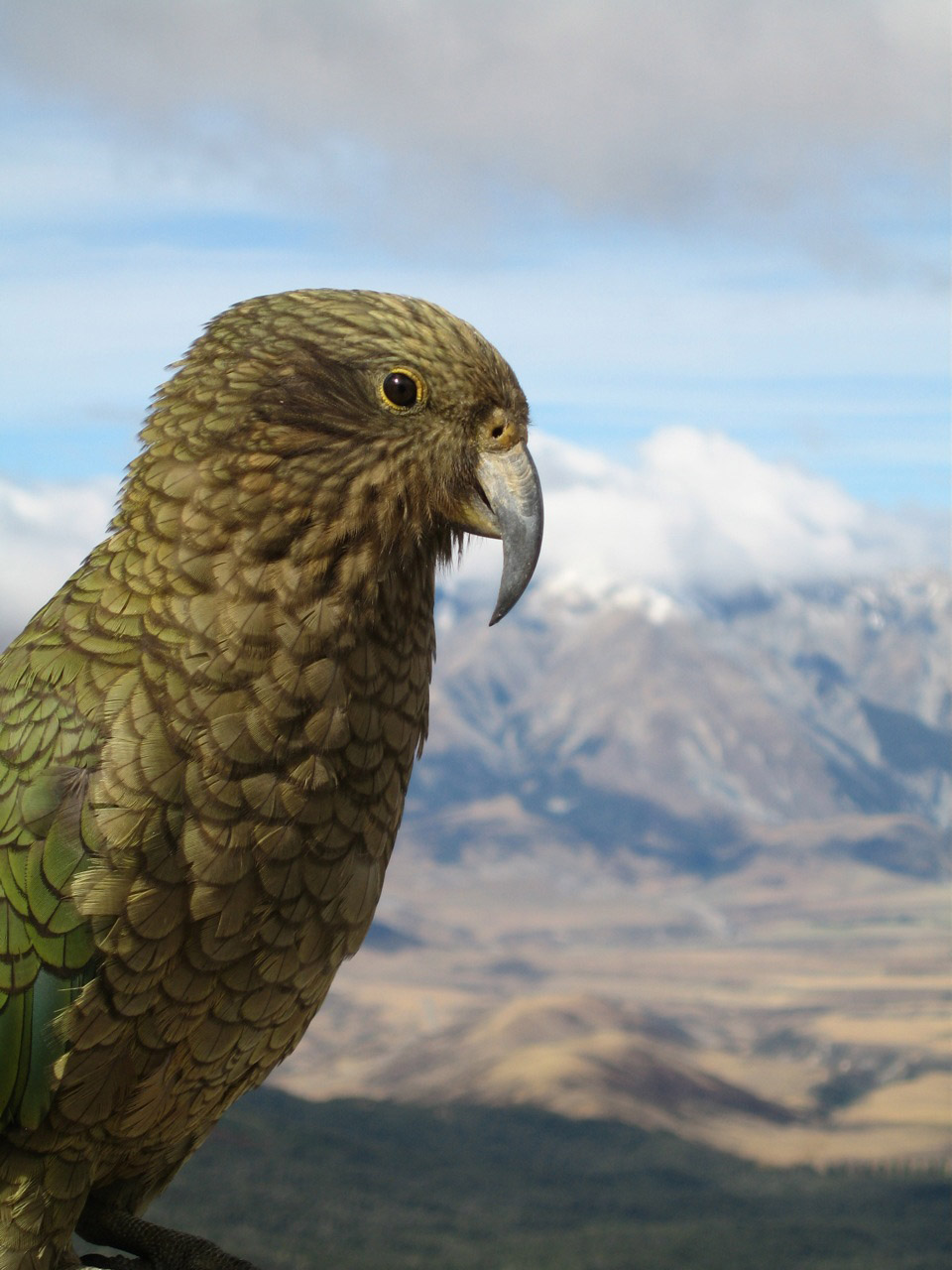 kea.jpg