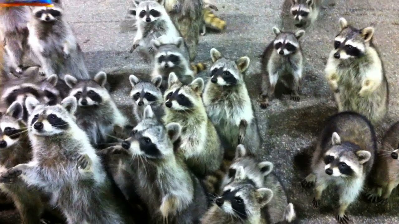 trash-pandas.jpeg