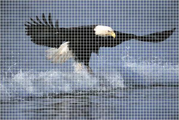 input-grid-eagle.png