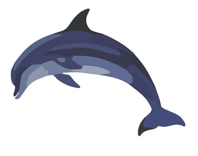 dolphin.png