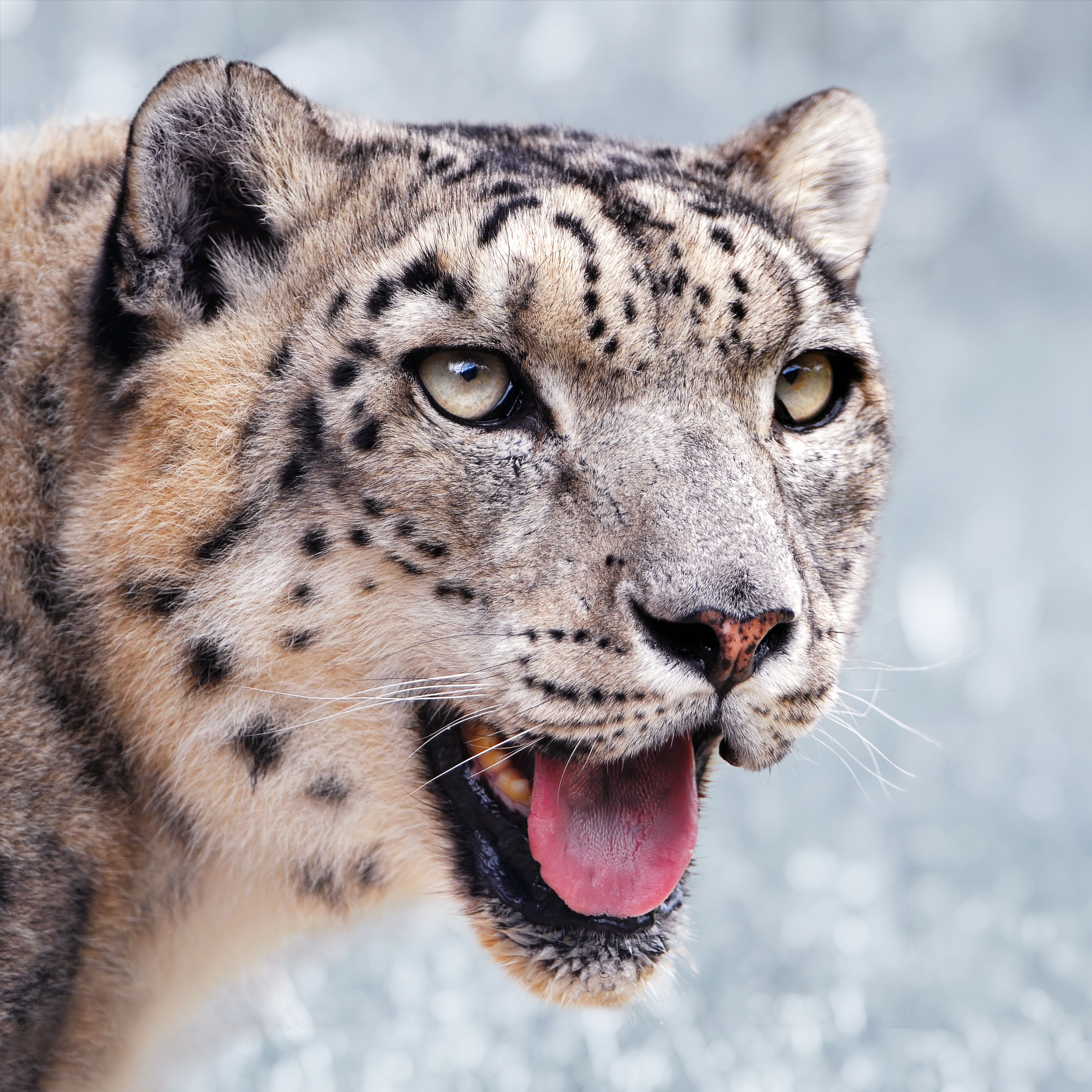 Snow_leopard_portrait-2010-07-09.jpg