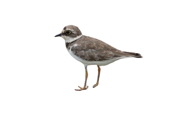 plover.png