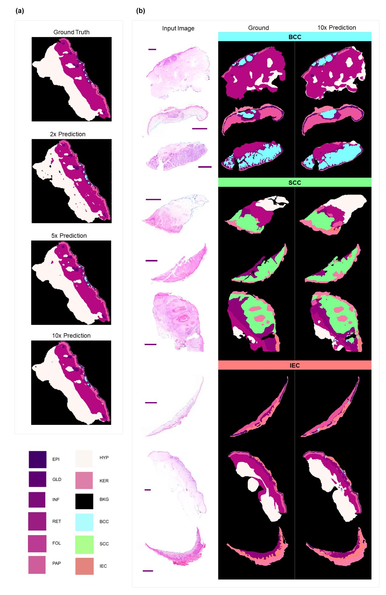 whole_tissue_segmentation.png